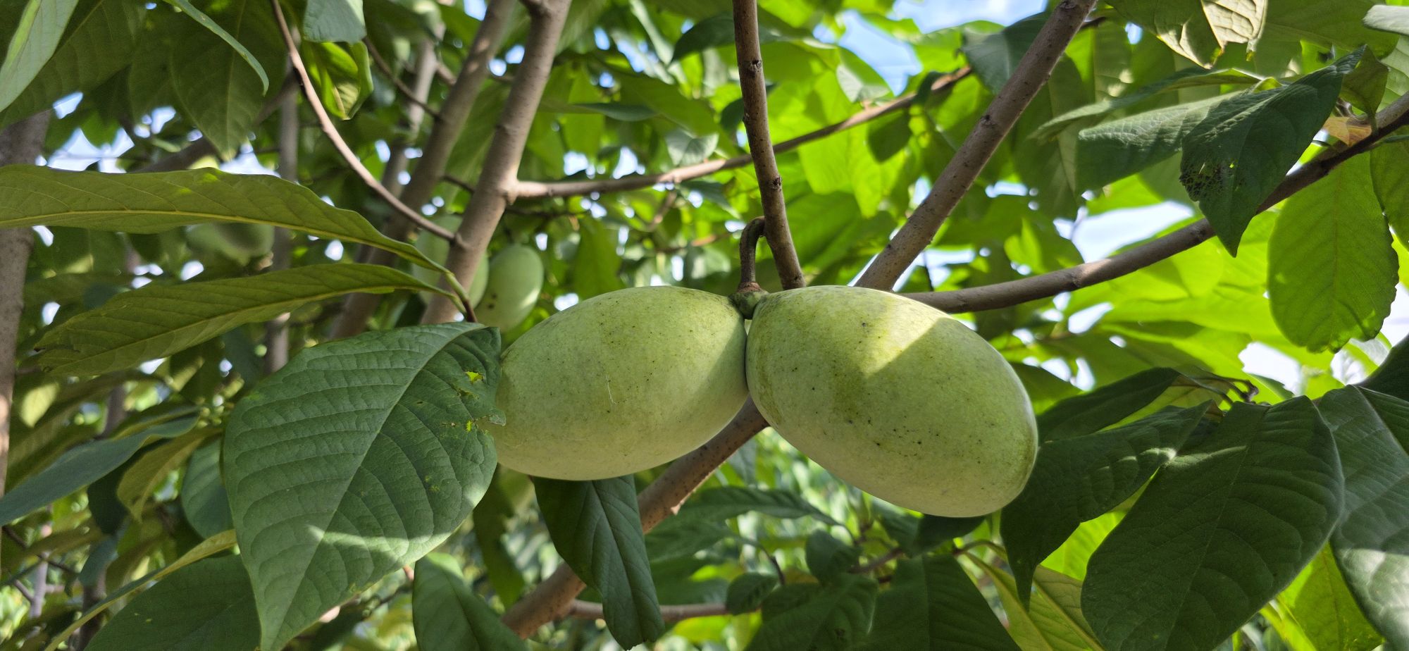 phantom fruit pawpaw | しろくろファーム